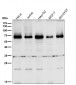 Anti-BIRC2 Monoclonal Antibody